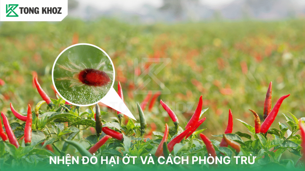 nhện đỏ hại ớt