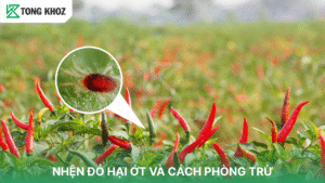 nhện đỏ hại ớt