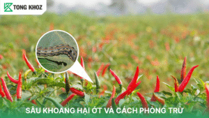 sâu khoang hại ớt
