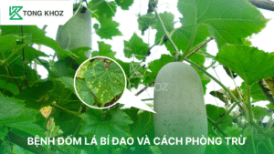 Bệnh đốm lá bí đao