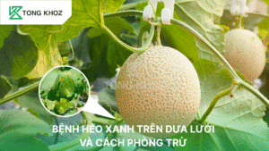 Bệnh héo xanh trên dưa lưới