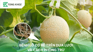 Bệnh lỡ cổ rễ trên dưa lưới
