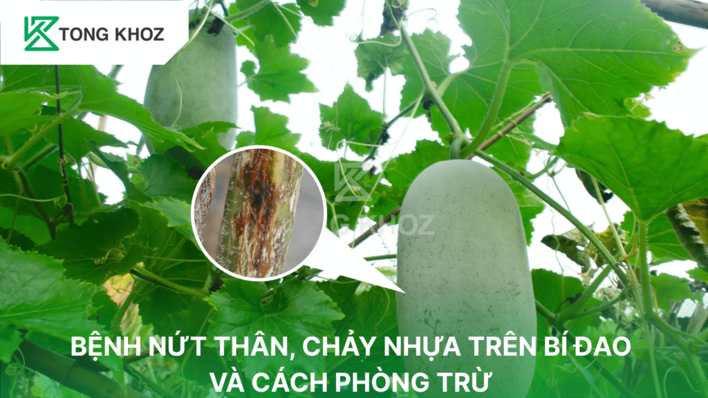 Bệnh nứt thân xì mủ trên bí đao