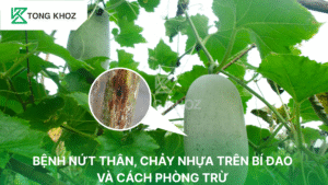 Bệnh nứt thân xì mủ trên bí đao