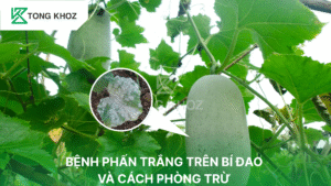 Bệnh phấn trắng trên bí đao