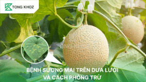 bệnh sương mai trên dưa lưới