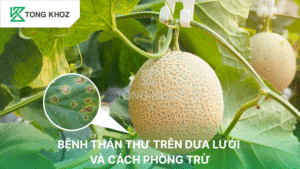 Bệnh thán thư trên dưa lưới