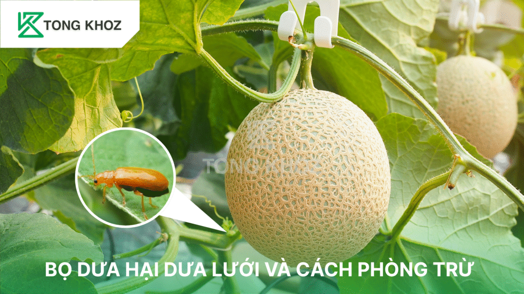 bọ dưa hại dưa lưới