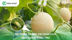 bọ phấn trắng hại dưa lưới