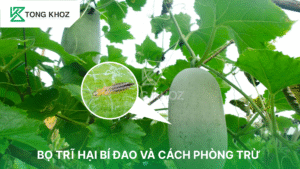 Bọ trĩ hại bí đao