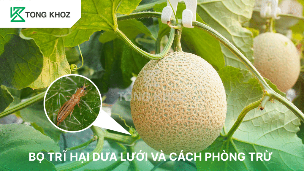 bọ trĩ hại dưa lưới