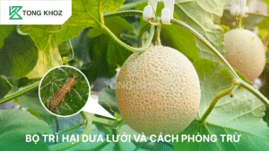 bọ trĩ hại dưa lưới