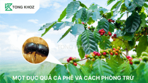 Mọt đục quả cà phê