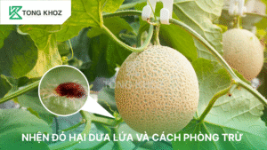 nhện đỏ hại dưa lưới