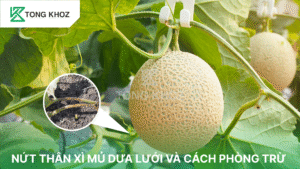Bệnh nứt thân, xì mủ trên dưa lưới
