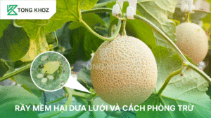 Rầy mềm hại dưa lưới