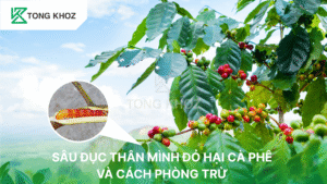 Sâu đục thân mình đỏ
