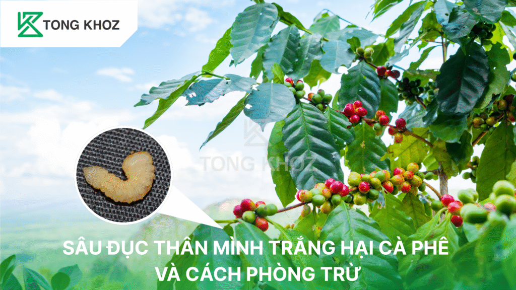Sâu đục thân mình trắng hại cà phê