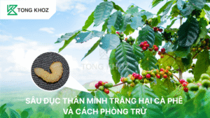 Sâu đục thân mình trắng hại cà phê