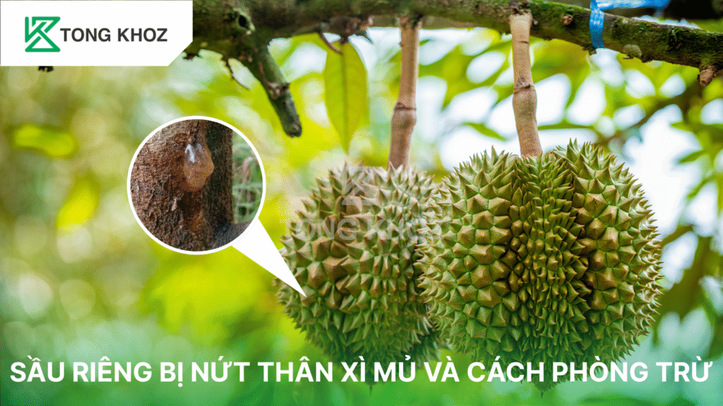Sầu riêng bị nứt thân xì mủ