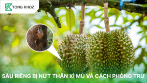 Sầu riêng bị nứt thân xì mủ