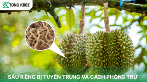 sầu riêng bị tuyến trùng