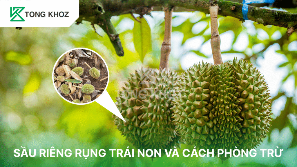 sầu riêng rụng trái non