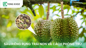 sầu riêng rụng trái non
