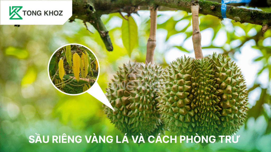Sầu riêng bị vàng lá và cách phòng trừ