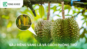 Sầu riêng bị vàng lá và cách phòng trừ