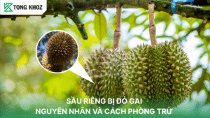 Sầu riêng đỏ gai là gì