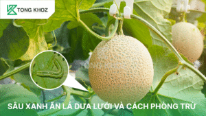 sâu xanh ăn lá dưa lưới