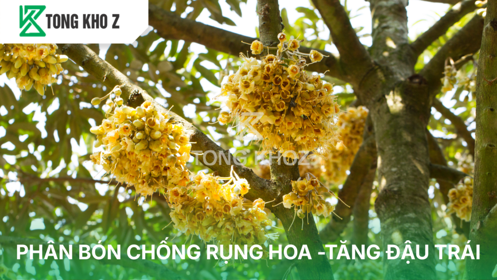 Phân bón chống rụng hoa